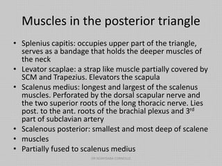 Muscles in the posterior triangle
• Splenius capitis: occupies upper part of the triangle,
serves as a bandage that holds the deeper muscles of
the neck
• Levator scaplae: a strap like muscle partially covered by
SCM and Trapezius. Elevators the scapula
• Scalenus medius: longest and largest of the scalenus
muscles. Perforated by the dorsal scapular nerve and
the two superior roots of the long thoracic nerve. Lies
post. to the ant. roots of the brachial plexus and 3rd
part of subclavian artery
• Scalenous posterior: smallest and most deep of scalene
• muscles
• Partially fused to scalenus medius
DR NDAYISABA CORNEILLE
 