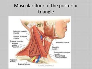 Muscular floor of the posterior
triangle
DR NDAYISABA CORNEILLE
 