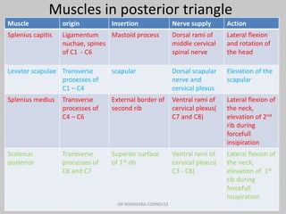 Muscles in posterior triangle
Muscle origin Insertion Nerve supply Action
Splenius capitis Ligamentum
nuchae, spines
of C1 - C6
Mastoid process Dorsal rami of
middle cervical
spinal nerve
Lateral flexion
and rotation of
the head
Levator scapulae Transverse
processes of
C1 – C4
scapular Dorsal scapular
nerve and
cervical plexus
Elevation of the
scapular
Splenius medius Transverse
processes of
C4 – C6
External border of
second rib
Ventral rami of
cervical plexus(
C7 and C8)
Lateral flexion of
the neck,
elevation of 2nd
rib during
forcefull
insipiration
Scalenus
posterior
Transverse
processes of
C6 and C7
Superior surface
of 1st rib
Ventral rami of
cervical plexus(
C3 - C8)
Lateral flexion of
the neck,
elevation of 1st
rib during
forcefull
insipiration
DR NDAYISABA CORNEILLE
 