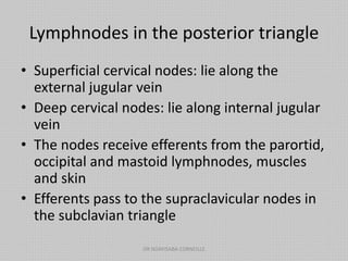 Lymphnodes in the posterior triangle
• Superficial cervical nodes: lie along the
external jugular vein
• Deep cervical nodes: lie along internal jugular
vein
• The nodes receive efferents from the parortid,
occipital and mastoid lymphnodes, muscles
and skin
• Efferents pass to the supraclavicular nodes in
the subclavian triangle
DR NDAYISABA CORNEILLE
 