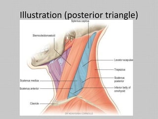 Illustration (posterior triangle)
DR NDAYISABA CORNEILLE
 