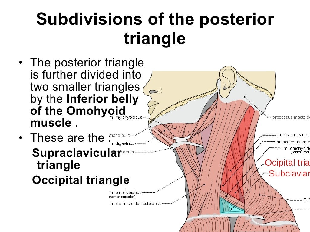 Triangles of the neck ppt year 1