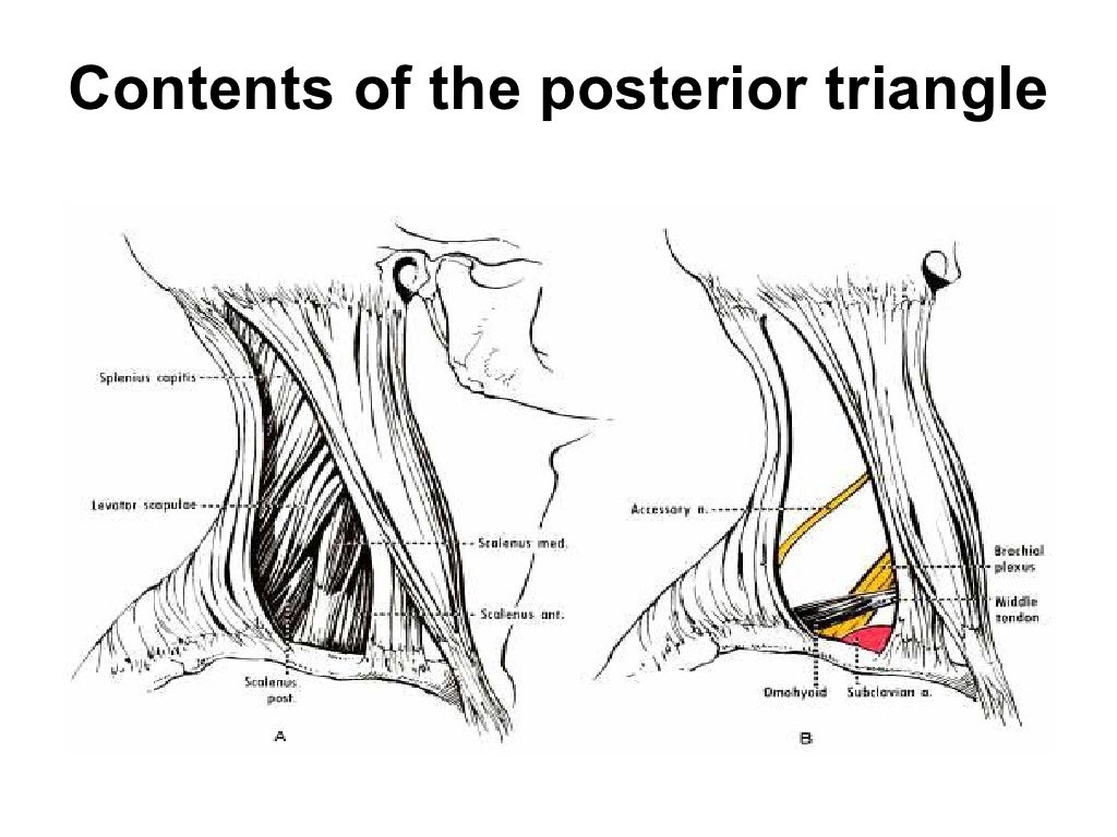 Triangles of the neck ppt year 1