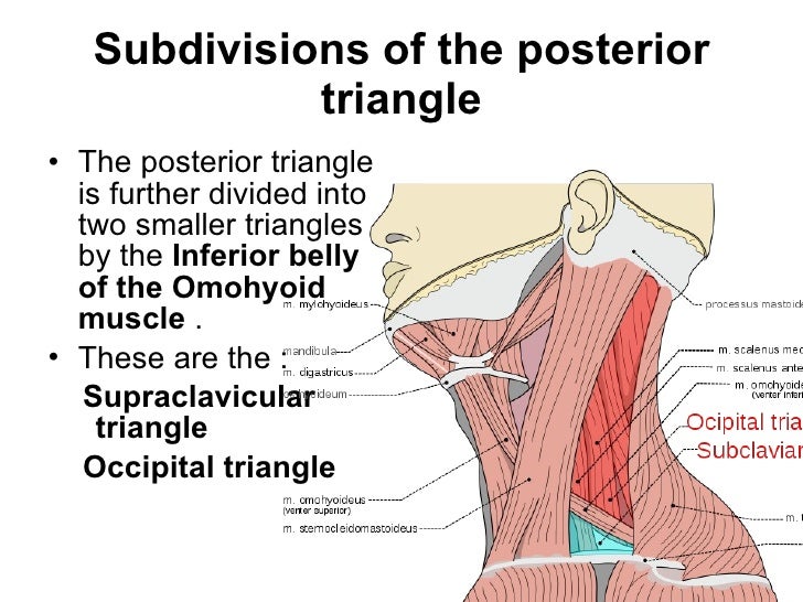 Triangles of the neck ppt year 1