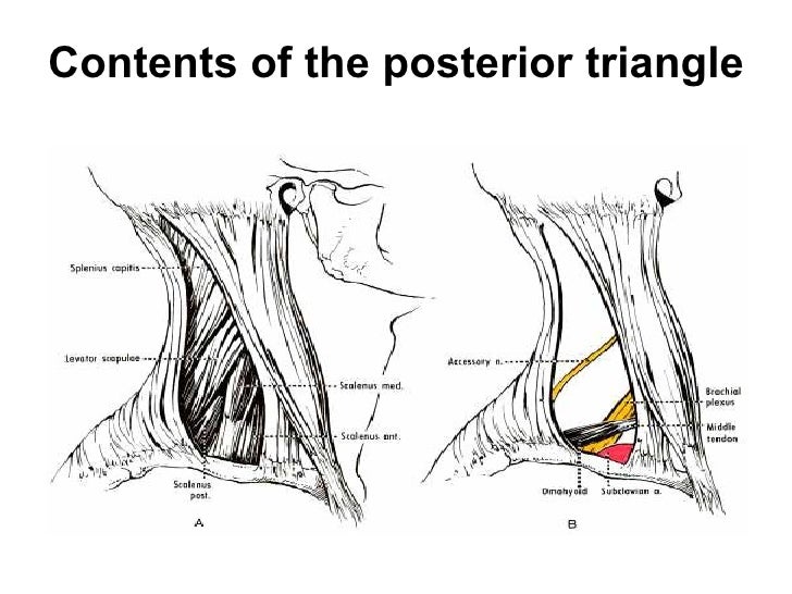 Triangles of the neck ppt year 1