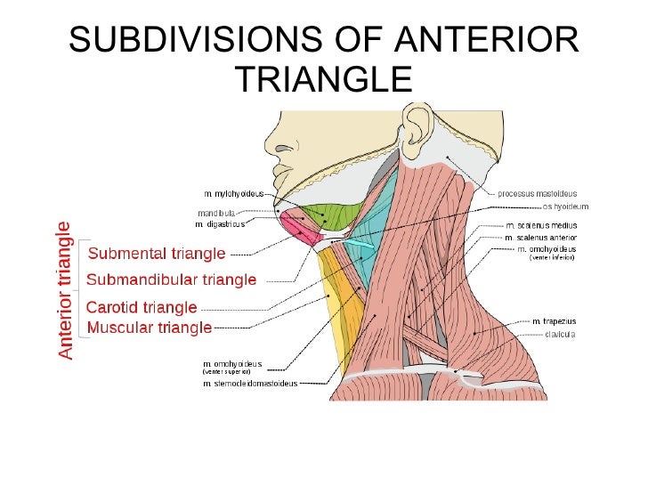 Triangles of the neck ppt year 1