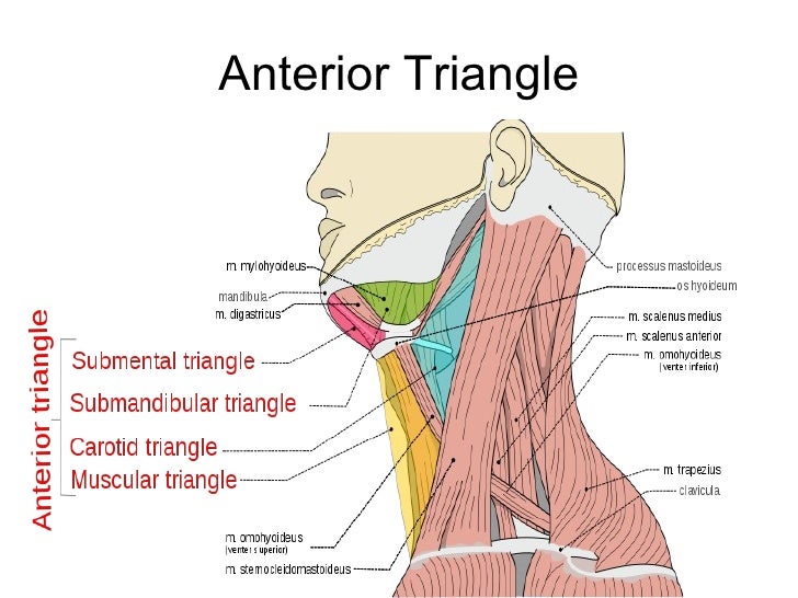 Triangles of the neck ppt year 1
