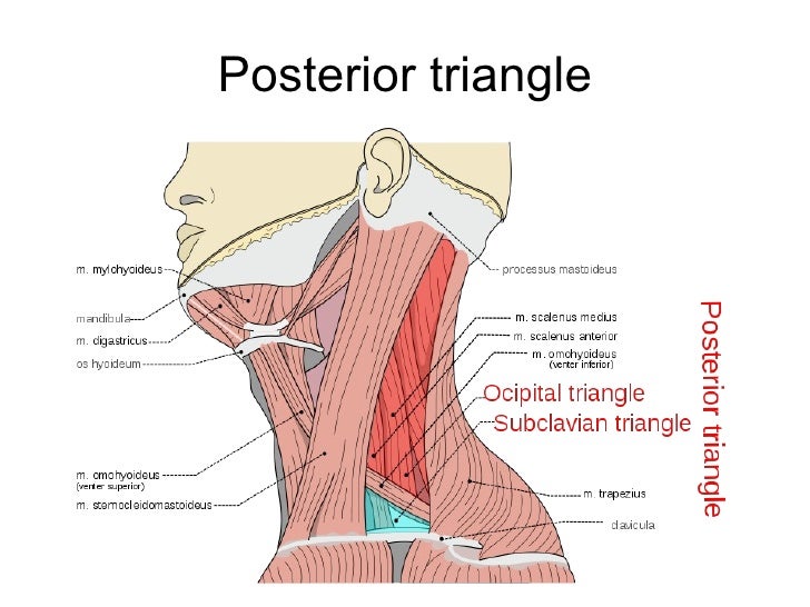 Triangles of the neck ppt year 1