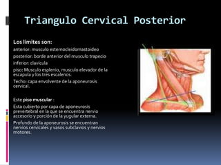 Triangulo del cuello | PPTX