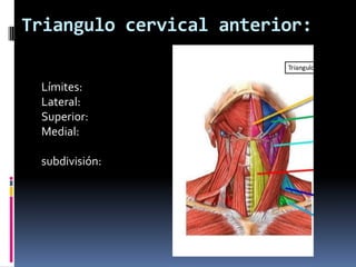 Triangulo del cuello | PPTX