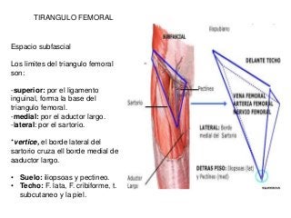 TIRANGULO FEMORAL
Espacio subfascial
Los limites del triangulo femoral
son:
-superior: por el ligamento
inguinal, forma la base del
triangulo femoral.
-medial: por el aductor largo.
-lateral: por el sartorio.
*vertice, el borde lateral del
sartorio cruza ell borde medial de
aaductor largo.
• Suelo: iliopsoas y pectineo.
• Techo: F. lata, F. cribiforme, t.
subcutaneo y la piel.
 