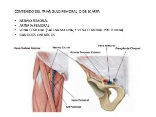 fe
m
or
al
CONTENIDO DEL TRIANGULO FEMORAL O DE SCARPA
• NERVIO FEMORAL
• ARTERIA FEMORAL
• VENA FEMORAL (SAFENA MAGNA, Y VENA FEMORAL PROFUNDA).
• GANGLIOS LINFATICOS