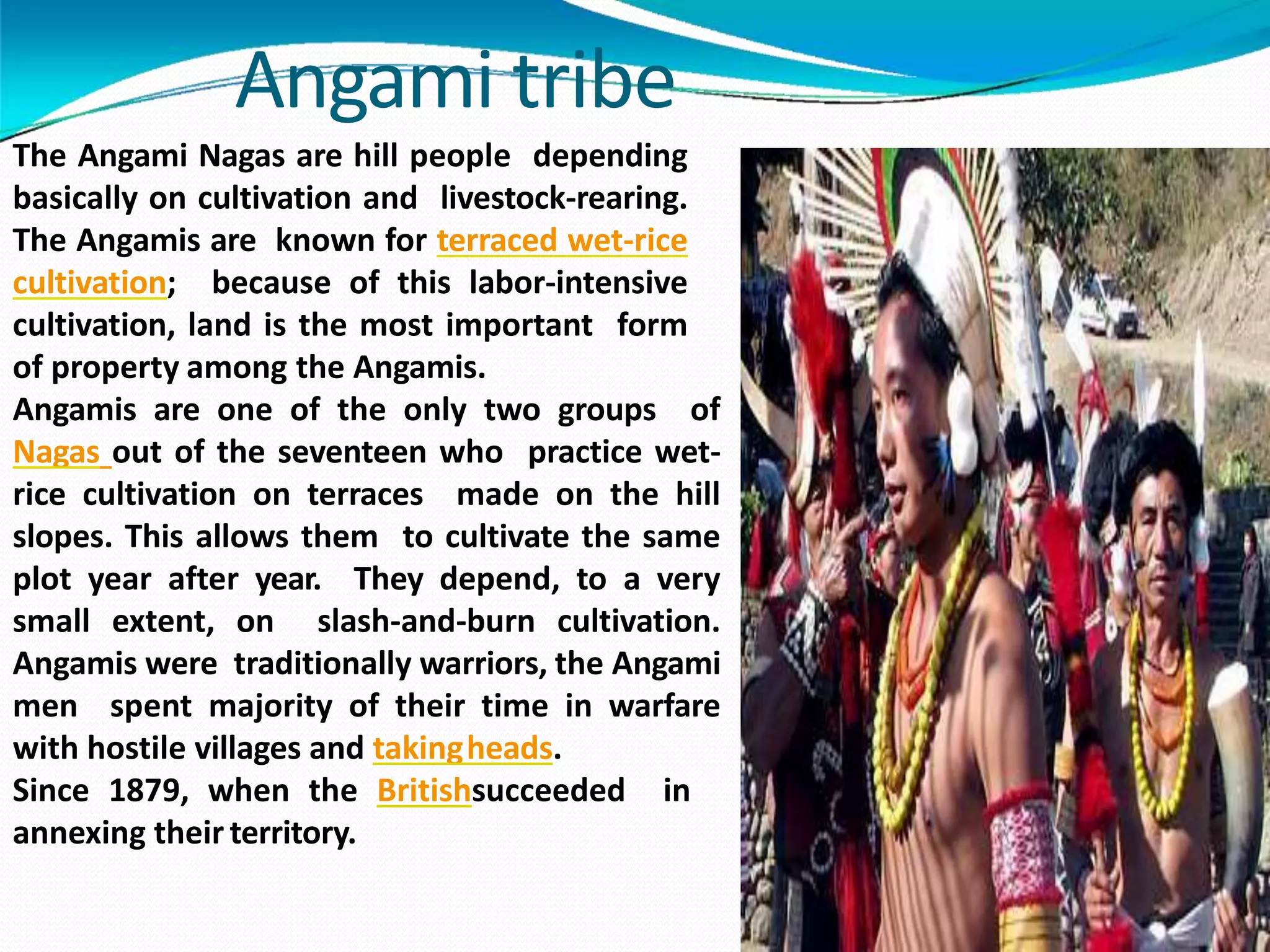 Angami Terrace Rice Tribes of india | PPTX
