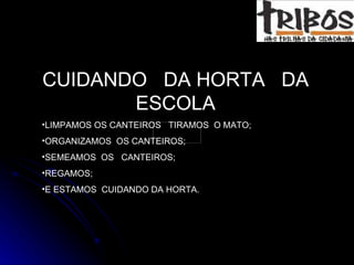 CUIDANDO  DA HORTA  DA ESCOLA LIMPAMOS OS CANTEIROS  TIRAMOS  O MATO; ORGANIZAMOS  OS CANTEIROS; SEMEAMOS  OS  CANTEIROS; REGAMOS; E ESTAMOS  CUIDANDO DA HORTA. 