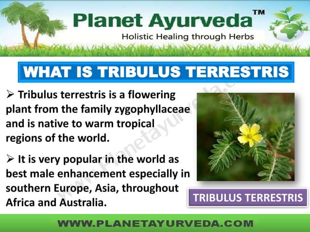 Tribulus Terrestris Herb Uses, Side Effects And Benefits – RKIF