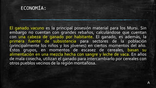 ECONOMÍA:
El ganado vacuno es la principal posesión material para los Mursi. Sin
embargo no cuentan con grandes rebaños, calculándose que cuentan
con una cabeza de ganado por habitante. El ganado, es además, la
primera fuente de subsistencia para sectores de la población
(principalmente los niños y los jóvenes) en ciertos momentos del año.
Estos grupos, en momentos de escasez de cereales, basan su
alimentación en una mezcla hecha con sangre y leche de vaca. En años
de mala cosecha, utilizan el ganado para intercambiarlo por cereales con
otros pueblos vecinos de la región montañosa.
A
 