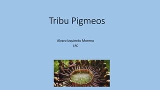 Tribu Pigmeos
Alvaro Izquierdo Moreno
1ºC
 