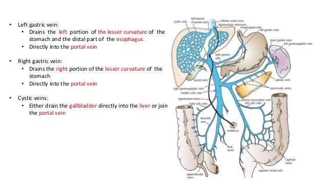 Tributaries of portal veins Tributaries of portal veins