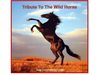Tribute To The Wild Horse