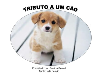 TRIBUTO A UM CÃO Formatado por: Patricia Perrud Fonte: vida de cão 