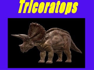 Triceratops  