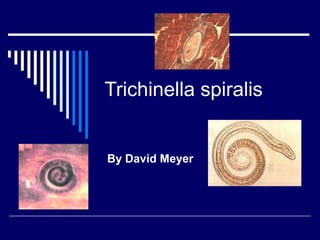 Trichinella spiralis

By David Meyer

 