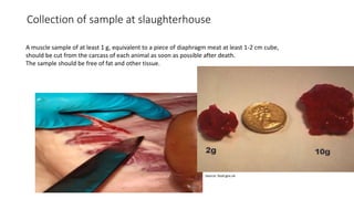 Cysticercosis and Trichinella detection in meat
