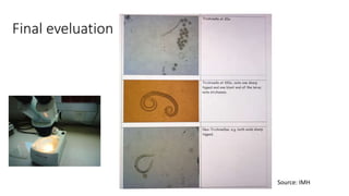 Cysticercosis and Trichinella detection in meat