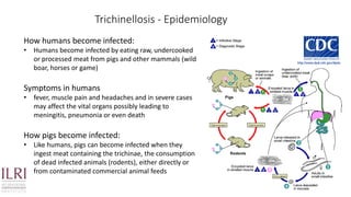Cysticercosis and Trichinella detection in meat