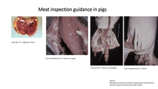 Cysticercosis and Trichinella detection in meat