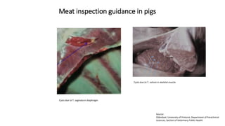 Cysticercosis and Trichinella detection in meat