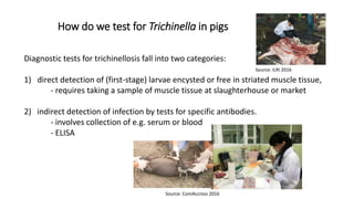 Cysticercosis and Trichinella detection in meat