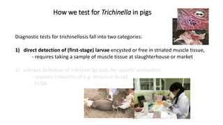 Cysticercosis and Trichinella detection in meat