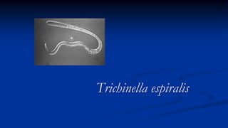 Trichinella espiralis
 