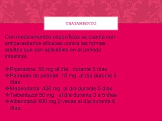 TRATAMIENTO

Con medicamentos específicos se cuenta con
antiparasitarios eficaces contra las formas
adultas que son aplicables en el periodo
intestinal.
Piperazina 50 mg al día. durante 5 días.
Pamoato de pirantel 10 mg al día durante 5
días.
Mebendazol 400 mg al día durante 5 días.
Tiabentazol 50 mg al día durante 3 a 5 días
Albendazol 400 mg 2 veces al día durante 6
días.

 