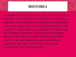 HISTORIA
Trichinella Spiralis fue observada en el hombre por
primera vez en 1822 por Tledman y en 1828 por
Peacock, en músculos de cadáveres autopsiados.
Fue Owen quien hizo la primera descripción y dio
nombre a estas larvas enquistadas en 1835. elidí,
en Filadelfia reportó el hallazgo de los quistes
larvarios en carne de cerdo (1846) y Leuckart y
Virchow con sus trabajos experimentales a
mediados del siglo XIX, señalaron etapas
importantes del ciclo biológico.

 