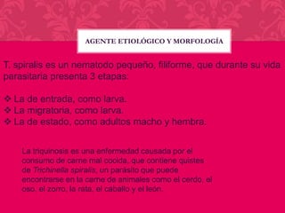 AGENTE ETIOLÓGICO Y MORFOLOGÍA

T. spiralis es un nematodo pequeño, filiforme, que durante su vida
parasitaria presenta 3 etapas:
 La de entrada, como larva.
 La migratoria, como larva.
 La de estado, como adultos macho y hembra.
La triquinosis es una enfermedad causada por el
consumo de carne mal cocida, que contiene quistes
de Trichinella spiralis, un parásito que puede
encontrarse en la carne de animales como el cerdo, el
oso, el zorro, la rata, el caballo y el león.

 