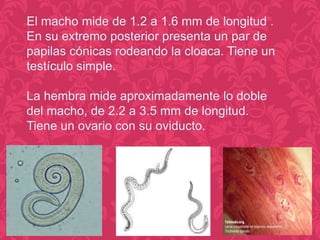 El macho mide de 1.2 a 1.6 mm de longitud .
En su extremo posterior presenta un par de
papilas cónicas rodeando la cloaca. Tiene un
testículo simple.
La hembra mide aproximadamente lo doble
del macho, de 2.2 a 3.5 mm de longitud.
Tiene un ovario con su oviducto.

 