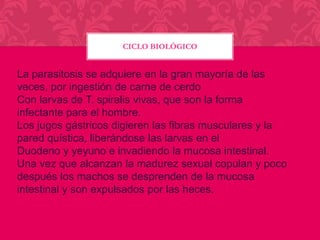 CICLO BIOLÓGICO

La parasitosis se adquiere en la gran mayoría de las
veces, por ingestión de carne de cerdo
Con larvas de T. spiralis vivas, que son la forma
infectante para el hombre.
Los jugos gástricos digieren las fibras musculares y la
pared quística, liberándose las larvas en el
Duodeno y yeyuno e invadiendo la mucosa intestinal.
Una vez que alcanzan la madurez sexual copulan y poco
después los machos se desprenden de la mucosa
intestinal y son expulsados por las heces.

 
