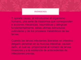 PATOGENIA

T. spiralis causa, al introducirse al organismo
humano, una serie de trastornos que corresponden
a acciones mecánicas, traumáticas y alérgicas
fundamentalmente, estas ultimas estructuras
cuticulares y de los procesos metabólicos de las
larvas.

Cuando las larvas infectantes liberadas en intestino
delgado penetran en la mucosa intestinal, causan
daño, el cual es proporcional al número de larvas
invasoras y a la existencia de antecedentes de
infecciones previas.

 