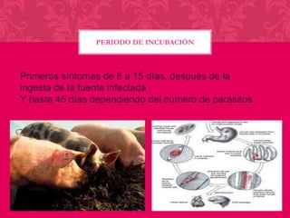 PERIODO DE INCUBACIÓN

Primeros síntomas de 8 a 15 días, después de la
ingesta de la fuente infectada
Y hasta 45 días dependiendo del número de parásitos.

 