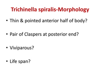 Trichinella spiralis-Morphology
• Thin & pointed anterior half of body?
• Pair of Claspers at posterior end?
• Viviparous?
• Life span?
 