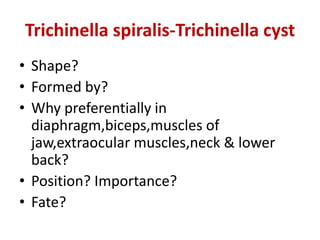 Trichinella spiralis-Trichinella cyst
• Shape?
• Formed by?
• Why preferentially in
diaphragm,biceps,muscles of
jaw,extraocular muscles,neck & lower
back?
• Position? Importance?
• Fate?
 