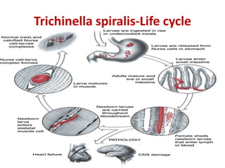 Trichinella spiralis-Life cycle
 