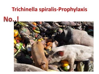 Trichinella spiralis-Prophylaxis
 