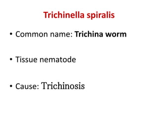 Trichinella spiralis
• Common name: Trichina worm
• Tissue nematode
• Cause: Trichinosis
 