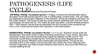  Life Cycle includes Enteral and Parenteral Phase:
ENTERAL PHASE: Incubation period: 1-2 days. Humans are infected after eating
encysted Trichinella larvae present in raw or inadequately cooked meat. The cyst walls
are digested by acid-pepsin digestion in the stomach, larvae are released and pass into
the small intestine. The larvae invade the small intestine epithelial wall, molt four times
and develop into adult worms. The males die after copulation, and the females produce
500 – 1500 newborn larvae that are deposited into the mucosa of the duodenal wall
over a 2 to 3 week period before their expulsion in the fecal stream.
PARENTERAL PHASE: Incubation Period: 2 to 8 weeks. Newborn larvae enter the
bloodstream, and seed various organs including myocardium, lungs, brains, pancreas
and lymph nodes, but only the lavae that invade the skeletal muscle survive. The
individual muscle fibers invaded by the Trichinella larvae show degeneration and
necrosis and severe infiltration with lymphocytes and eosinophils. The larvae are
encysted within a few weeks, and the cyst wall may calcify over time. Although host
immune responses may help to expel intestinal adult worms, they have little effect on
muscle dwelling larvae.
 