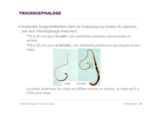 TRICHOCEPHALOSE


 Implantés tangentiellement dans la muqueuse au niveau du caecum,
 ces vers hématophage mesurent :
      •30 à 35 mm pour le mâle ; son extrémité postérieur est enroulée en
      spirale;
      •35 à 55 mm pour la femelle ; son extrémité postérieure est arquée et plus
      large.




                                   Mâle   Femelle

      La partie antérieure du corps est effilée comme un cheveu, le reste est 5 à
      6 fois plus large.


Céline François & Laurent Lokiec                                      Parasitologie   2
 
