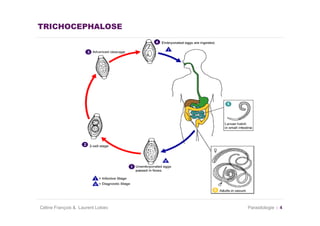 TRICHOCEPHALOSE




Céline François & Laurent Lokiec   Parasitologie   4
 