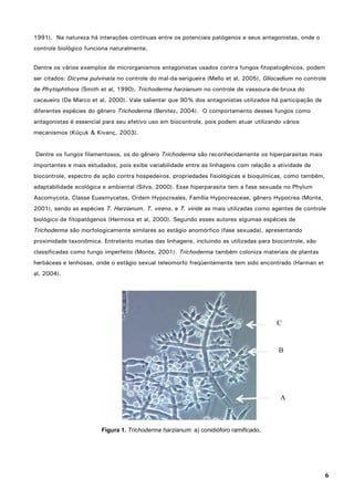 6
1991). Na natureza há interações contínuas entre os potenciais patógenos e seus antagonistas, onde o
controle biológico funciona naturalmente.
Dentre os vários exemplos de microrganismos antagonistas usados contra fungos fitopatogênicos, podem
ser citados: Dicyma pulvinata no controle do mal-da-serigueira (Mello et al, 2005), Gliocadium no controle
de Phytophthora (Smith et al, 1990), Trichoderma harzianum no controle de vassoura-de-bruxa do
cacaueiro (De Marco et al, 2000). Vale salientar que 90% dos antagonistas utilizados há participação de
diferentes espécies do gênero Trichoderma (Benitez, 2004). O comportamento desses fungos como
antagonistas é essencial para seu efetivo uso em biocontrole, pois podem atuar utilizando vários
mecanismos (Küçuk & Kivanç, 2003).
Dentre os fungos filamentosos, os do gênero Trichoderma são reconhecidamente os hiperparasitas mais
importantes e mais estudados, pois exibe variabilidade entre as linhagens com relação a atividade de
biocontrole, espectro de ação contra hospedeiros, propriedades fisiológicas e bioquímicas, como também,
adaptabilidade ecológica e ambiental (Silva, 2000). Esse hiperparasita tem a fase sexuada no Phylum
Ascomycota, Classe Euasmycetes, Ordem Hypocreales, Família Hypocreaceae, gênero Hypocrea (Monte,
2001), sendo as espécies T. Harzianum, T. virens, e T. viride as mais utilizadas como agentes de controle
biológico de fitopatógenos (Hermosa et al, 2000). Segundo esses autores algumas espécies de
Trichoderma são morfologicamente similares ao estágio anomórfico (fase sexuada), apresentando
proximidade taxonômica. Entretanto muitas das linhagens, incluindo as utilizadas para biocontrole, são
classificadas como fungo imperfeito (Monte, 2001). Trichoderma também coloniza materiais de plantas
herbáceas e lenhosas, onde o estágio sexual teleomorfo freqüentemente tem sido encontrado (Harman et
al, 2004).
Figura 1. Trichoderma harzianum: a) conidióforo ramificado,
C
B
A
 